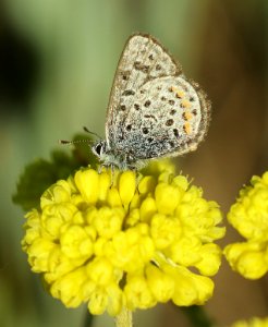BLUE, DOTTED (Euphilotes enoptes ancilla group) (7-13-2019) six mile campground, 8000 ft, medicine bow nat forest, carbon co, wy (5)