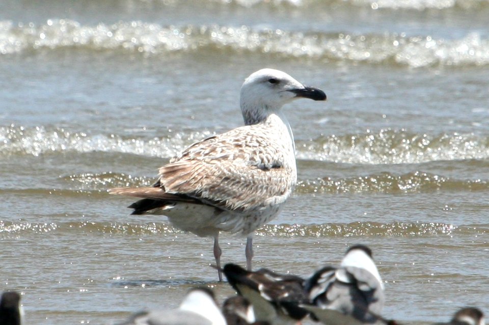 Great Black-backed Gull
