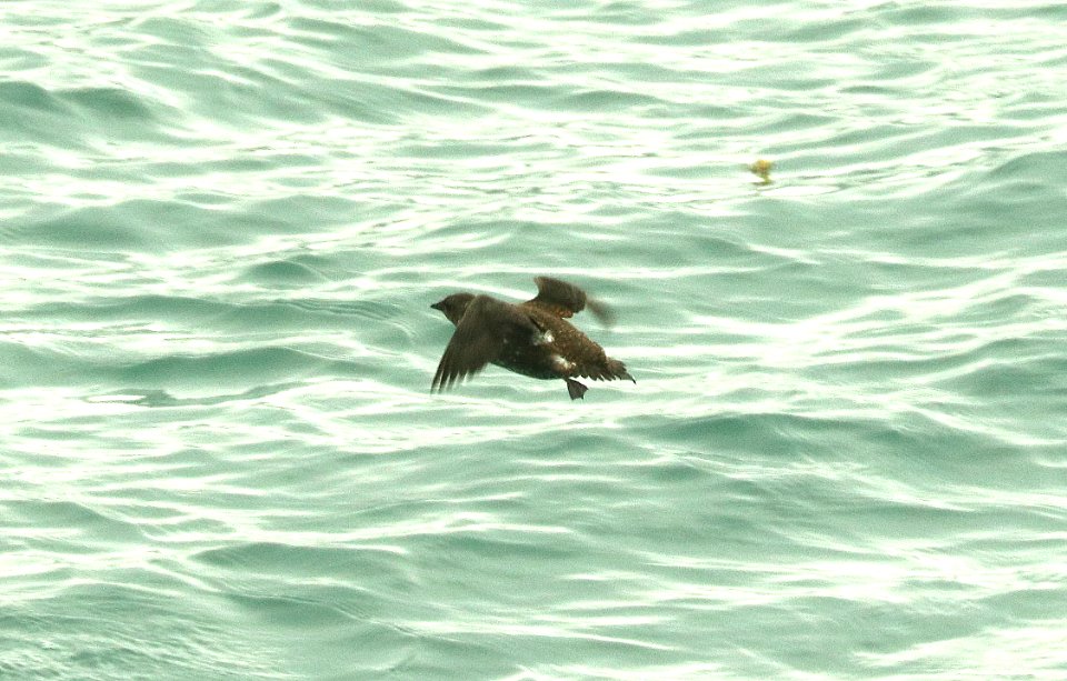 407 - MARBLED MURRELET (6-20-2019) cross sound, ak -01
