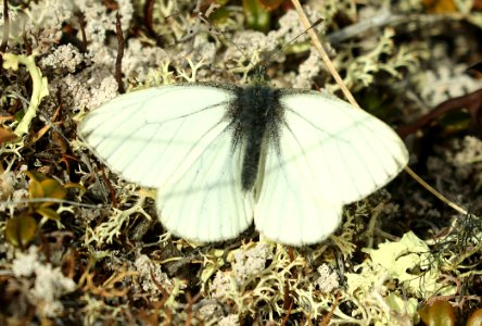 WHITE, MARGINED (Pieris marginalis) (6-10-2019) tangle lake, mile 20, denali highway, alaska -01