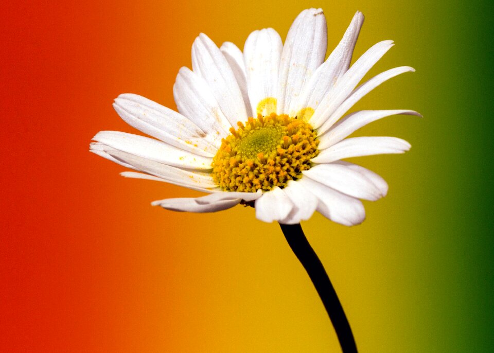 Color small flower close up