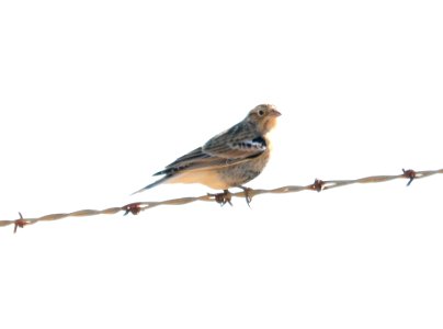 791 - CHESTNUT-COLLARED LONGSPUR (12-14-2017) san rafael grasslands, santa cruz co, az -04