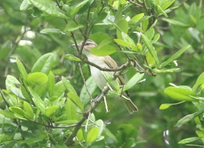 Black-whiskered Vireo