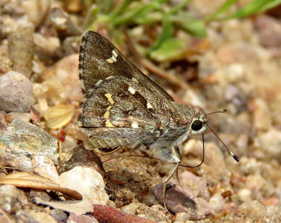 SKIPPER, PYTHON (Atrytonopsis python) (5-15-2020) garden canyon, huachuca mts, cochise co, az -12