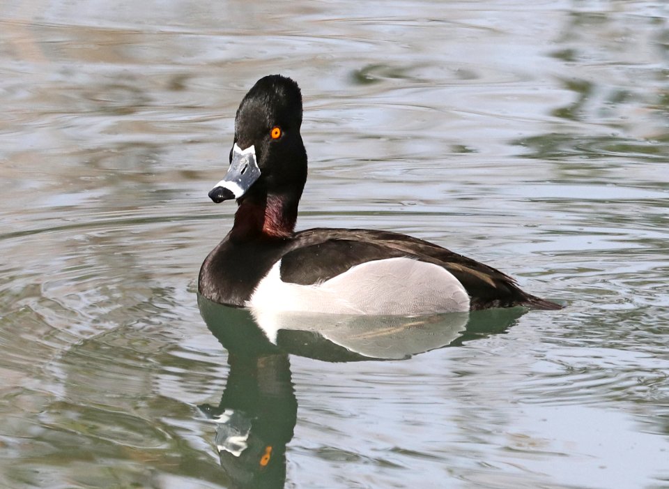 043 - RING-NECKED DUCK (3-6-2018) phoenix, maricopa co, az -06