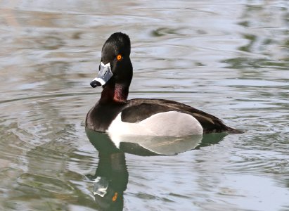 043 - RING-NECKED DUCK (3-6-2018) phoenix, maricopa co, az -06