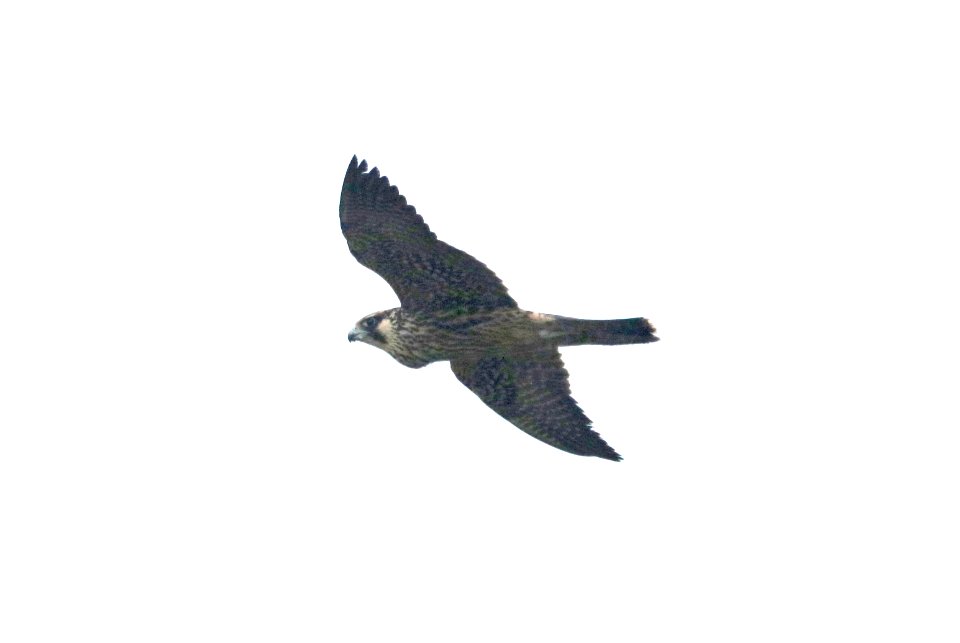555 - PEREGRINE FALCON (1-11-2018) first year tundra, attu st, coronado, san diego co, ca -01