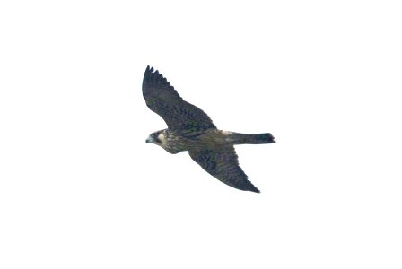 555 - PEREGRINE FALCON (1-11-2018) first year tundra, attu st, coronado, san diego co, ca -01