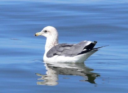 California Gull photo