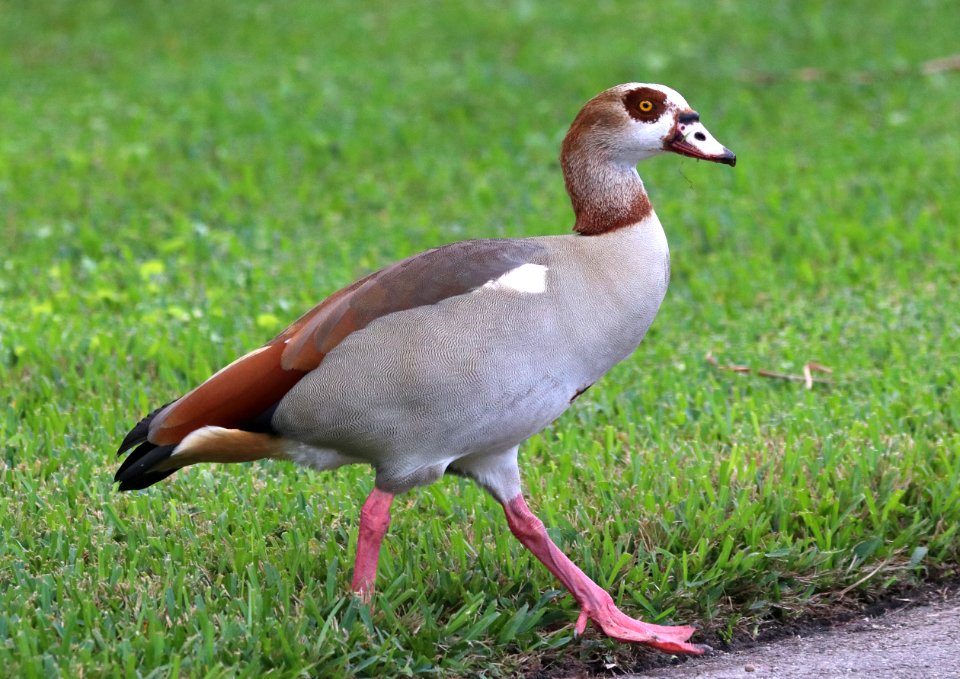 021.5 - EGYPTIAN GOOSE (1-7-2020) faichild botanical gardens , miami-dade co, fl -06 (3)