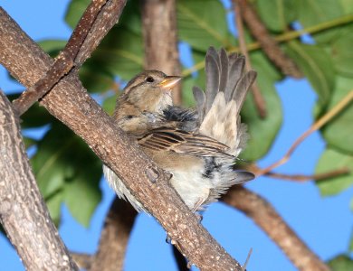 HOUSE SPARROW (8-27-2017) keehi beach park, honolulu, oahu, hawaii -02