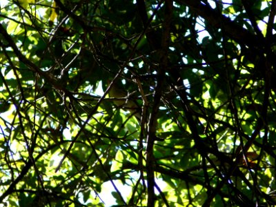 Blackpoll Warbler
