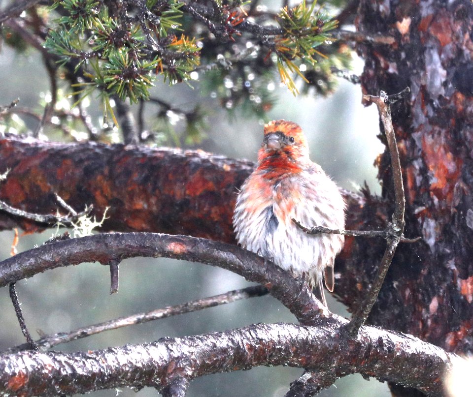 HOUSE FINCH (5-6-2018) hosmer grove, haleakala nat park, maui co, hawaii -01