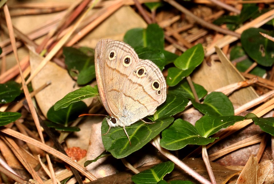 WOOD-SATYR, LITTLE (Megisto cymela) (6-3-2017nags head woods reserve, outer banks,  dare co, nc -01