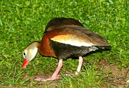003 - BLACK-BELLIED WHISTLING-DUCK (4-26-2019) convention center, south padre island, cameron co, tx -01