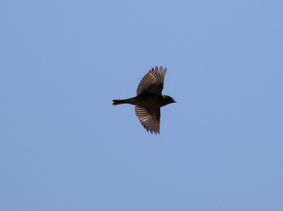 Smith's Longspur