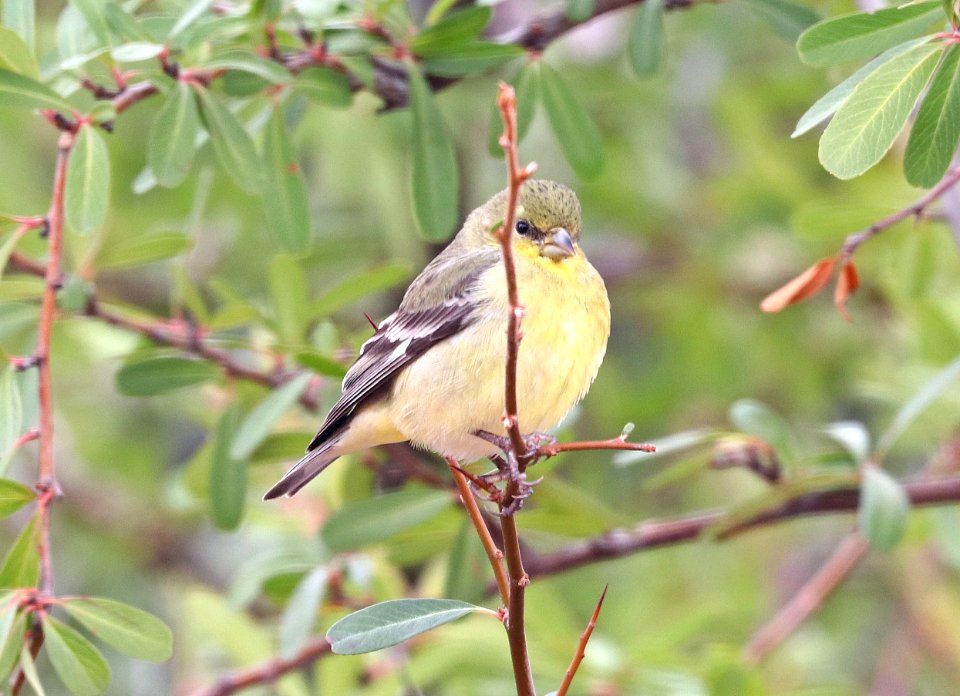 971 - LESSER GOLDFINCH (2-20-2018) 78 circulo montana, lake patagonia ranch estates, santa cruz co, az -01