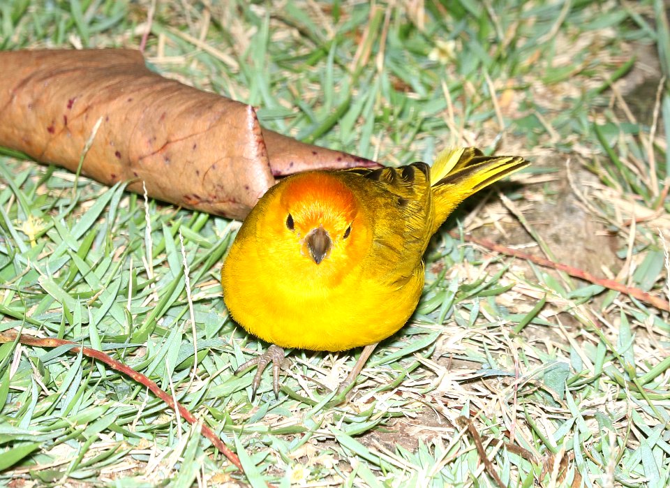 SAFFRON FINCH (8-28-2017) royal kona resort, kailua-kona, hawaii -05