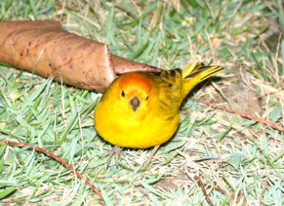 SAFFRON FINCH (8-28-2017) royal kona resort, kailua-kona, hawaii -05