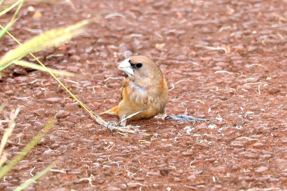 CHESTNUT MUNIA (9-18-2017) aiea loop trail, keaiwa heiau recreation area, honolulu co, hawaii -06