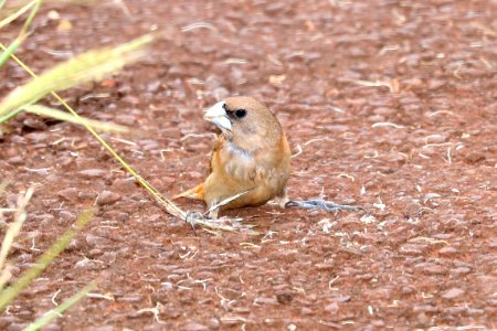 CHESTNUT MUNIA (9-18-2017) aiea loop trail, keaiwa heiau recreation area, honolulu co, hawaii -06