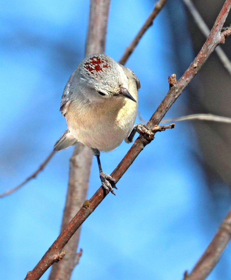 810 - LUCY'S WARBLER (3-25-2020) hereford, cochise co, az -06