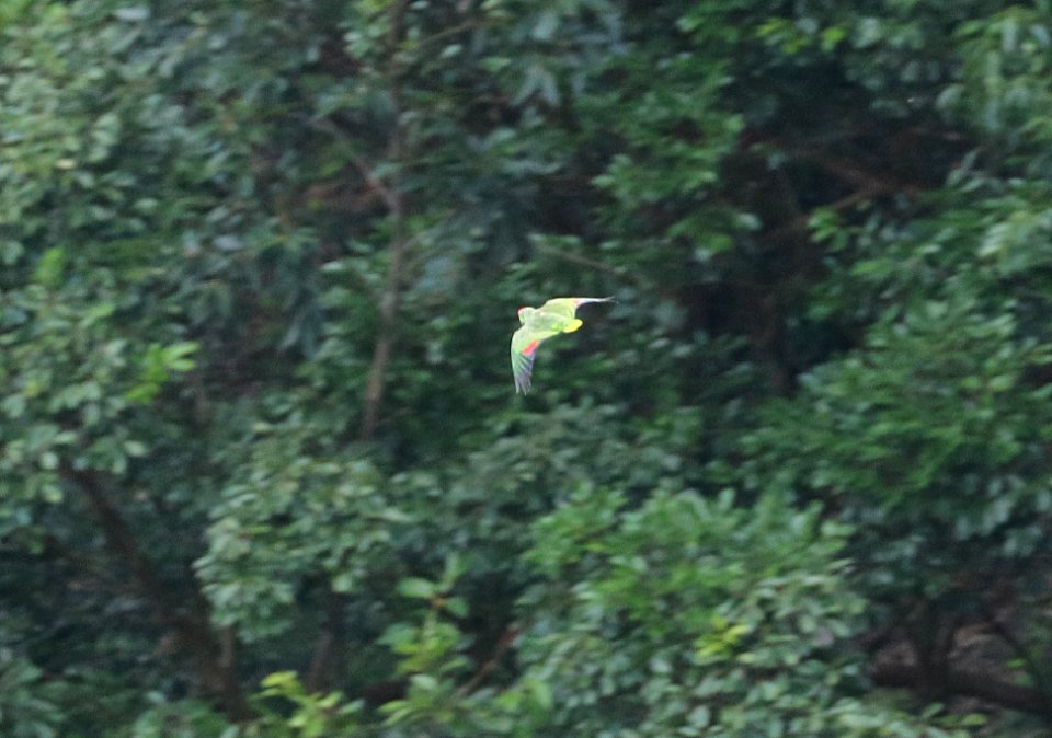 RED-CROWNED AMAZON (9-21-2017) aiea loop trail, keaiwa heiau recreation area, honolulu co, hawaii -03