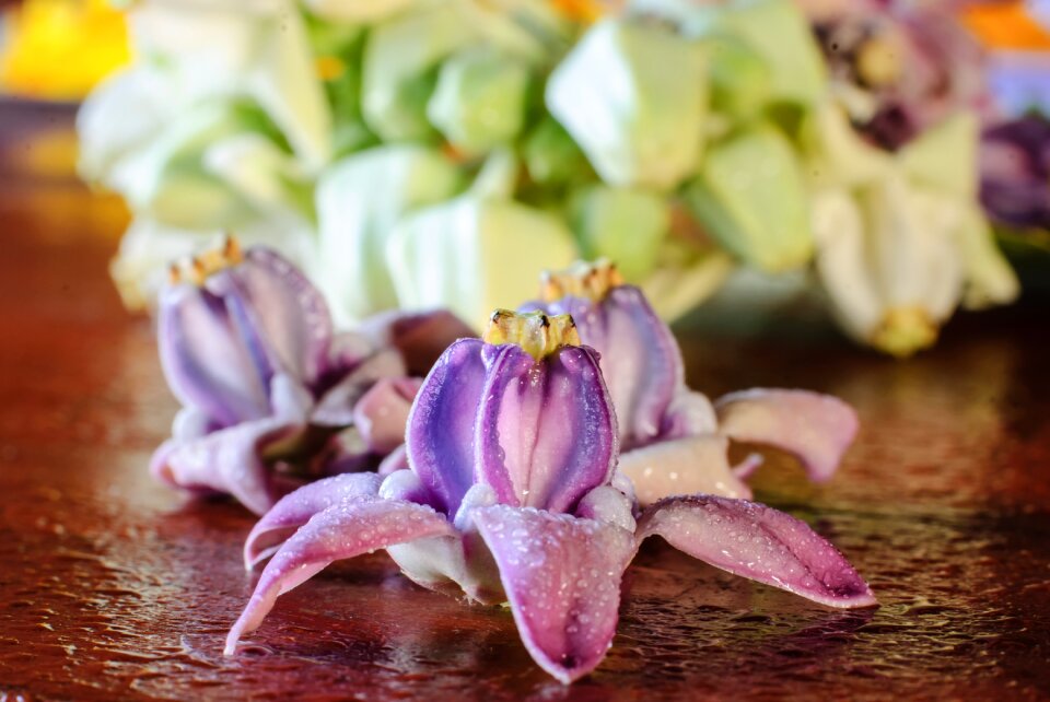 Nature floral plant