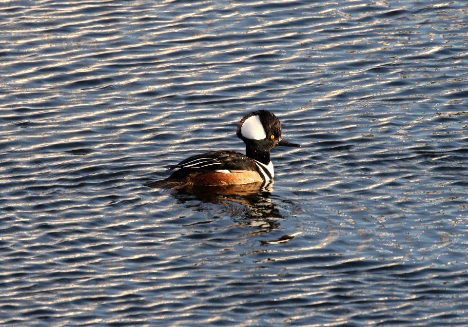 061 - HOODED MERGANSER (1-1-2018) winchester bay, douglas co, or -04