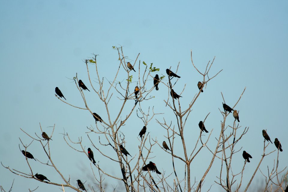 Yellow-headed Blackbird