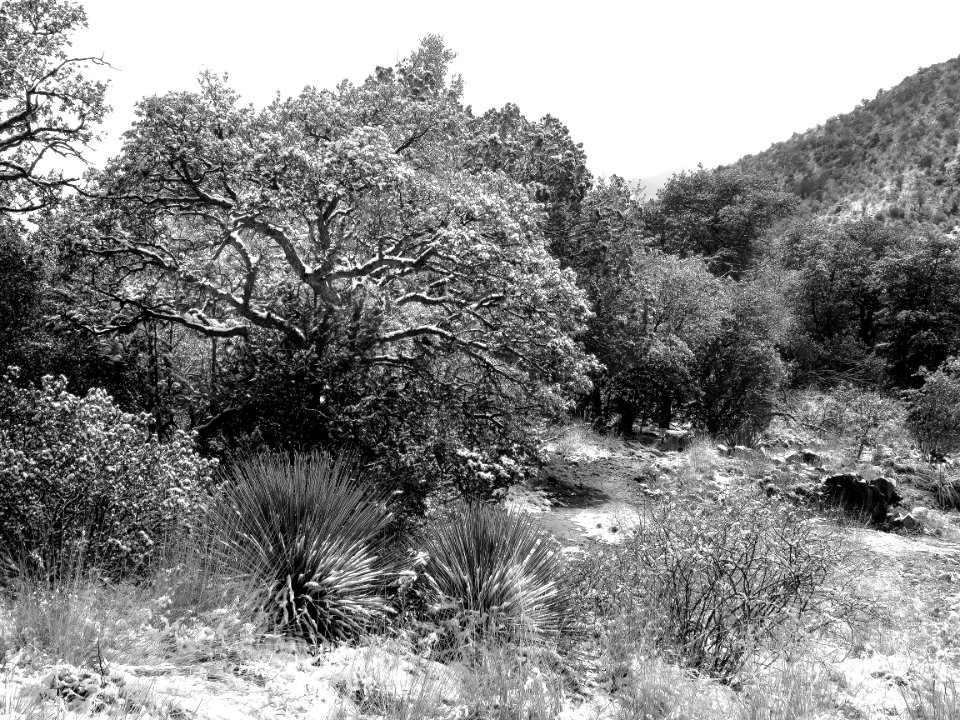 HUACHUCA MOUNTAINS, Hunter Canyon north fork, cochise co, AZ - (2-19-2019) -06 BW photo