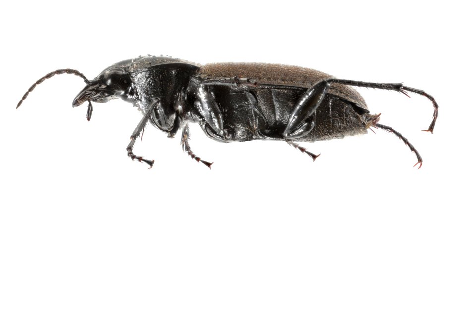 Chlaenis alternatus 16 28JUN2018 GARD Oberg side edited