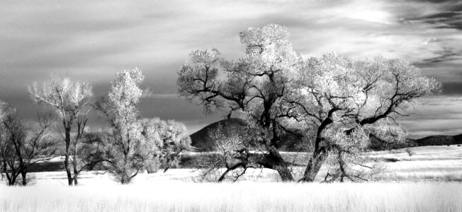 AZ - SAN RAFAEL VALLEY GRASSLANDS, SE of Patagonia, scc (9) photo