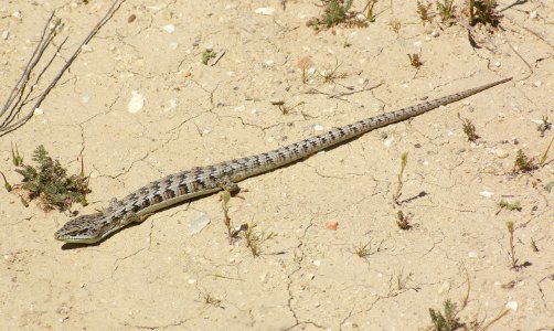 09-031 Alligator Lizard (Elegaria multicarinata) slo co, ca -1