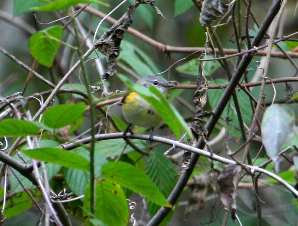 American Redstart