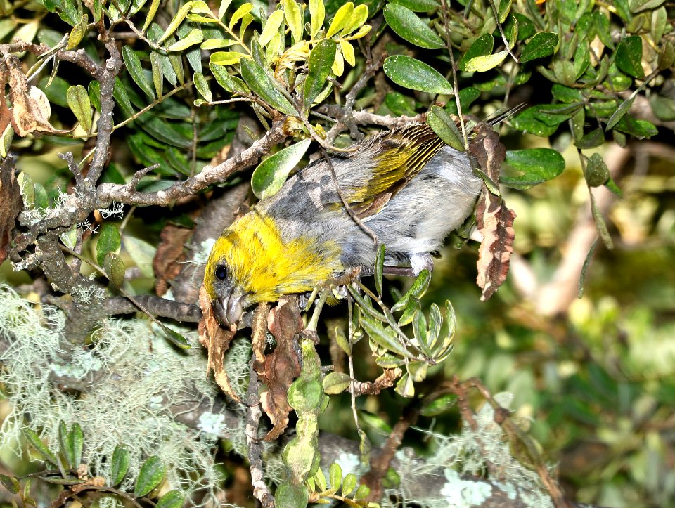 PALILA (9-1-2017) palila trail, Pu'u La'au area, hawai'i co, hawaii -07