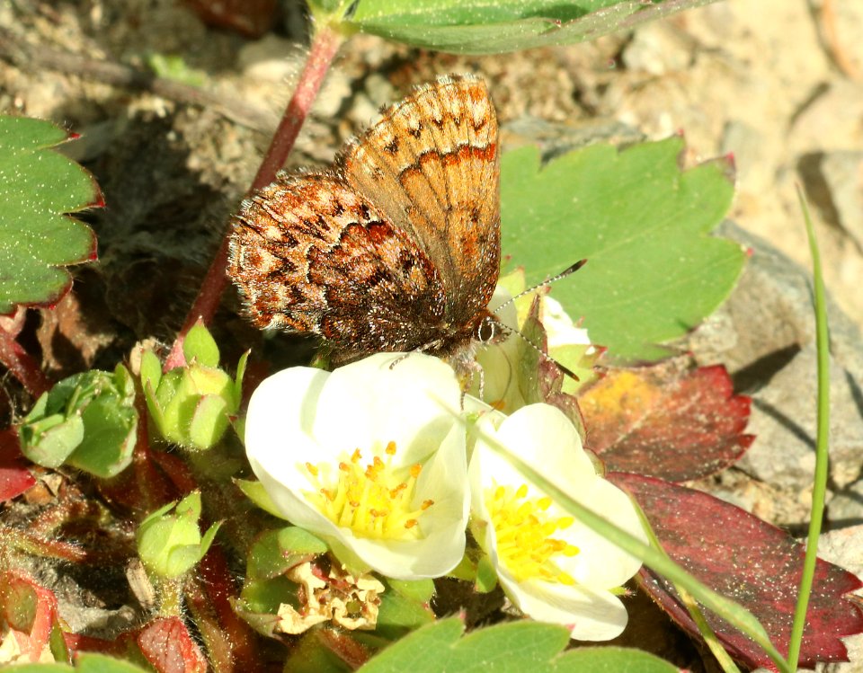 ELFIN, WESTERN PINE (Callophrys eryphon) (6-25-2018) grant co, or -04