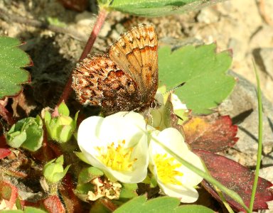 ELFIN, WESTERN PINE (Callophrys eryphon) (6-25-2018) grant co, or -04