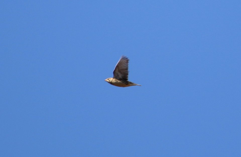 Smith's Longspur
