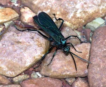 BUG, sp (6-27-2020) copper canyon, huachuca mts, cochise co, az -01