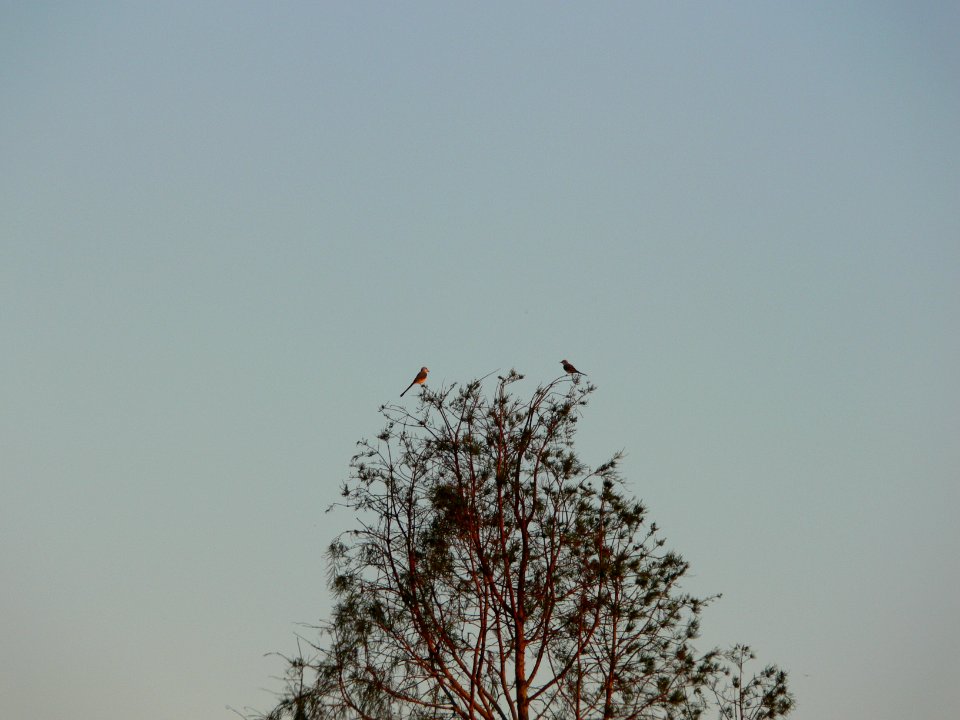 Scissor-tailed Flycatchers