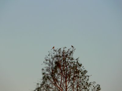 Scissor-tailed Flycatchers