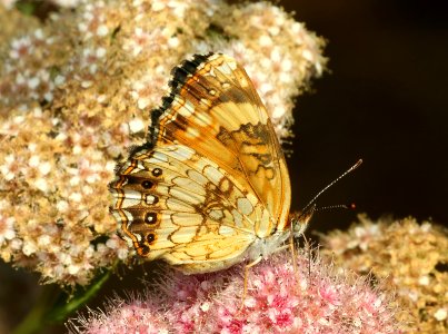 CRESCENT, PEARL (Phycoides tharos) (5-29-2018) pyatt access to crooked creek, marion co, ar -02