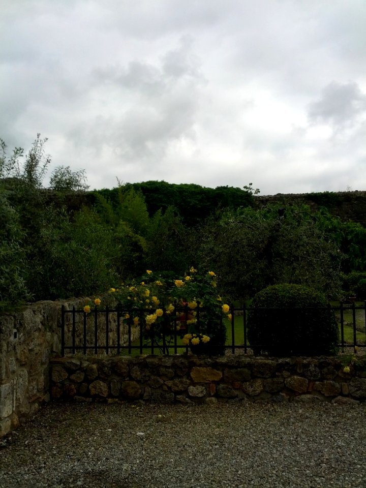 Il giallo oltre la siepe.