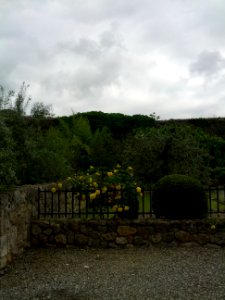 Il giallo oltre la siepe.