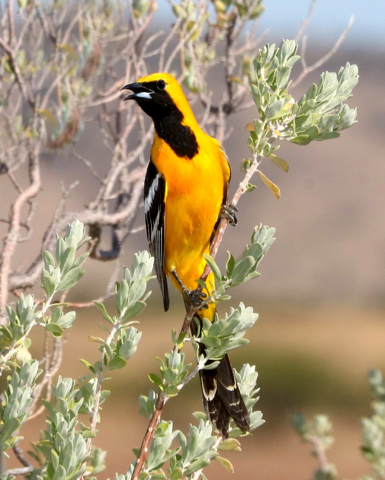 945 - HOODED ORIOLE (5-20-2017) 78 circulo montana, patagonia lake ranch estates, scc, az -01