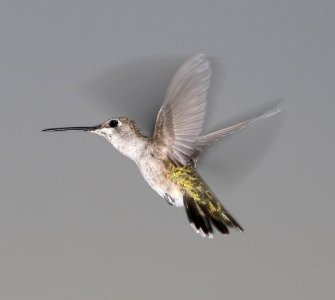 499 - BLACK-CHINNED HUMMINGBIRD (3-21-2017) 78 circulo montana, patagonia lake ranch estates, scc, az -02