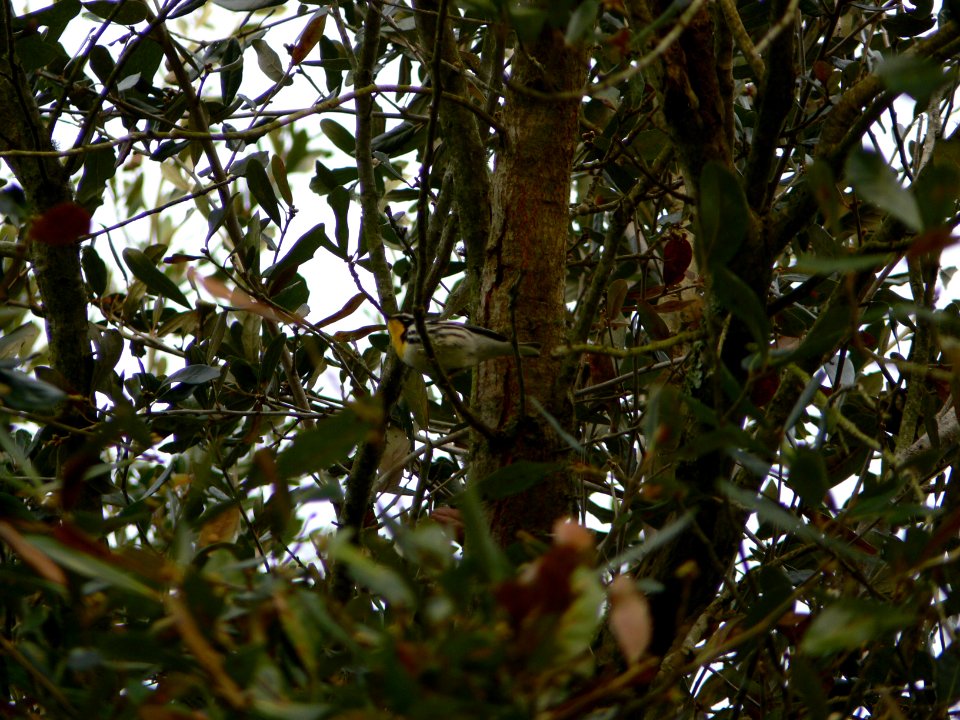Yellow-throated Warbler