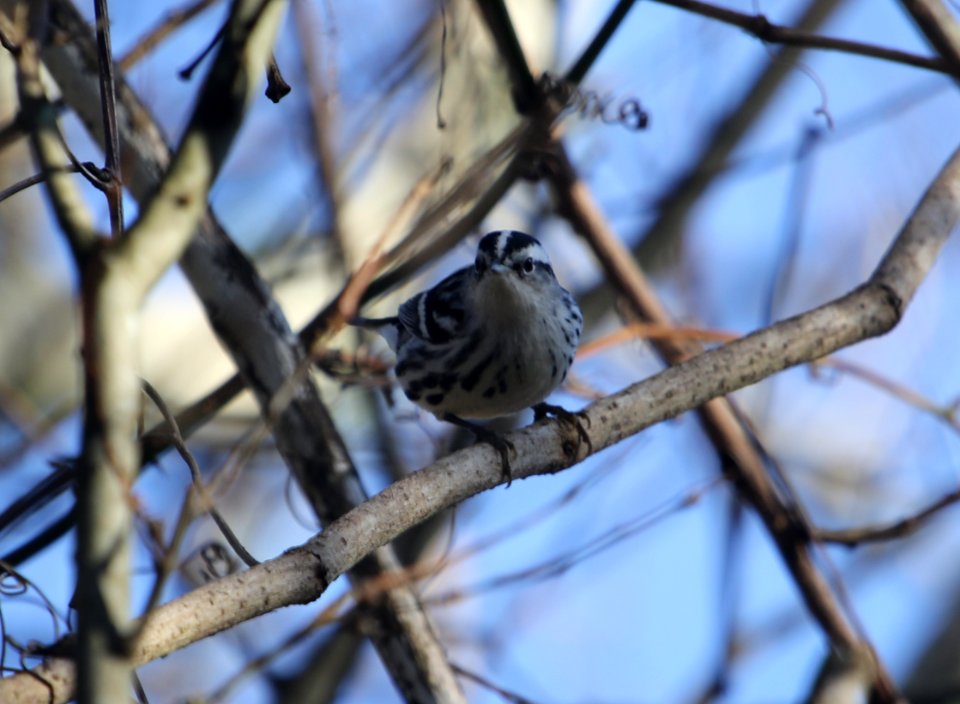 Black-and-white Warbler