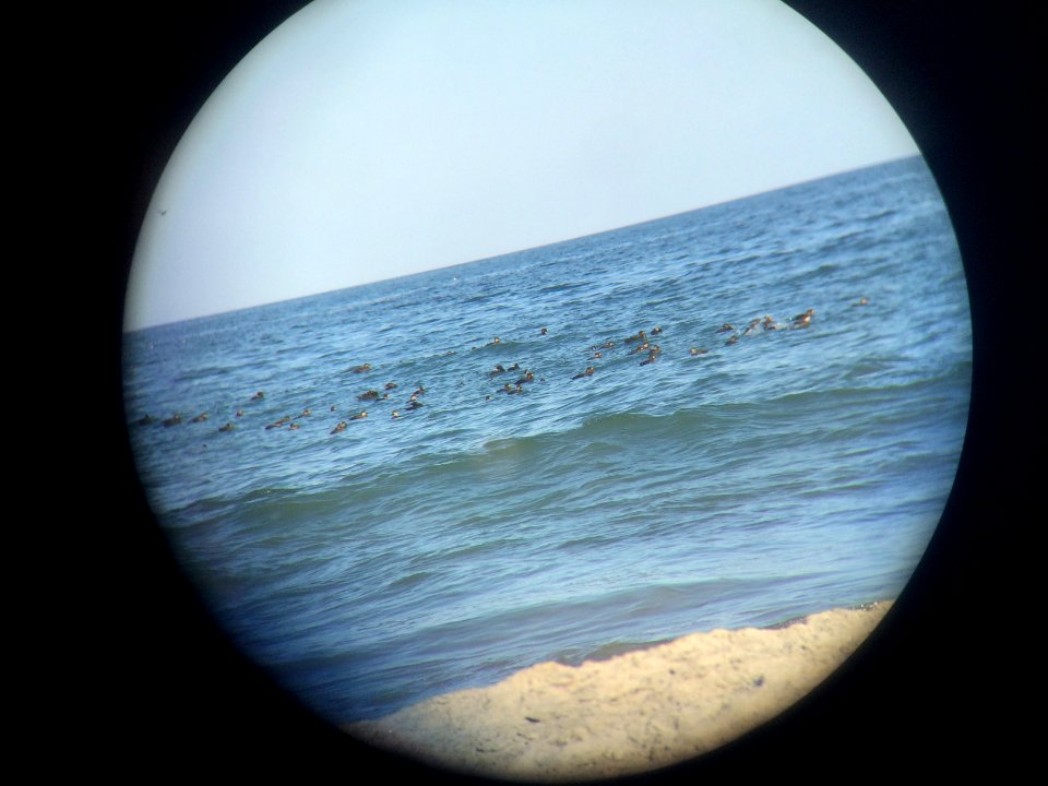 Black and Surf Scoters